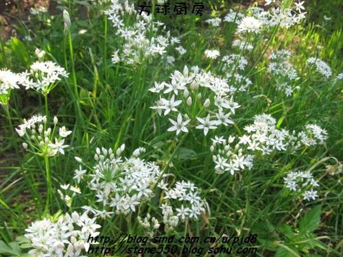 韭菜花小黄瓜的做法(凉菜)
